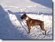 Deutscher Boxer