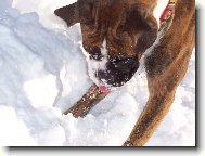 Deutscher Boxer