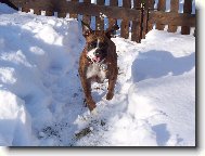 Deutscher Boxer