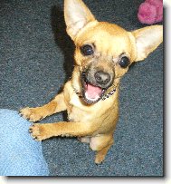 Chihuahua