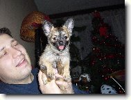 Chihuahua
