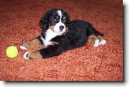 Berner Sennenhund