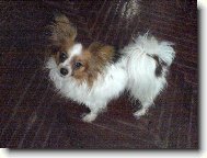 Papillon