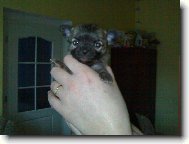Chihuahua