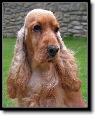 English Cocker Spaniel