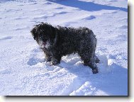 Schnauzer