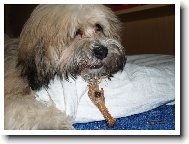 Lhasa Apso