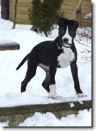 American Pit Bull Terrier