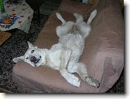 Berger Blanc Suisse, White Swiss Shepherd Dog