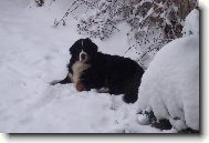 Berner Sennenhund