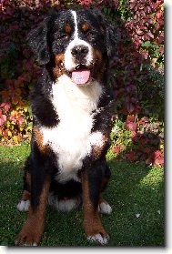 Berner Sennenhund
