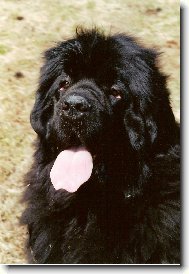 Newfoundland