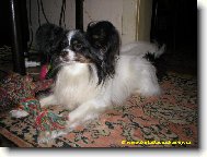 Papillon
