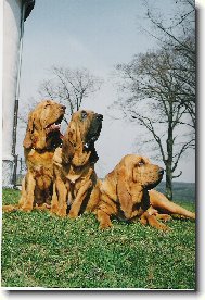 Chien de Saint-Hubert