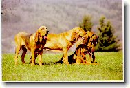 Chien de Saint-Hubert
