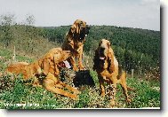 Chien de Saint-Hubert