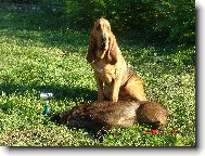 Chien de Saint-Hubert