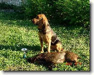 Chien de Saint-Hubert