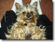 Jorkšírský terier, Yorkshire Terrier,