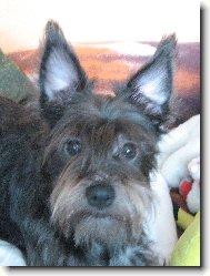 Zwergschnauzer, Miniature Schnauzer