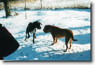 Deutsche Dogge