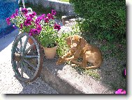 Rövidszörü Magyar Vizsla, Hungarian Short-haired Pointing Dog