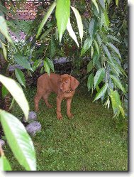 Rövidszörü Magyar Vizsla, Hungarian Short-haired Pointing Dog