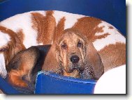 Chien de Saint-Hubert