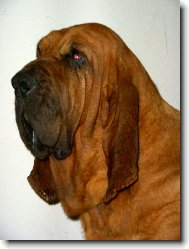 Chien de Saint-Hubert