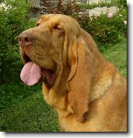 Chien de Saint-Hubert