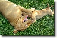 Chien de Saint-Hubert