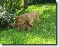 Chien de Saint-Hubert