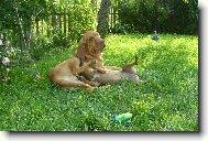 Chien de Saint-Hubert