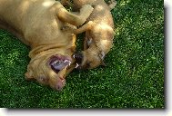 Chien de Saint-Hubert