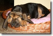 Chien de Saint-Hubert
