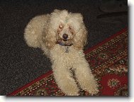 Toy Poodle
