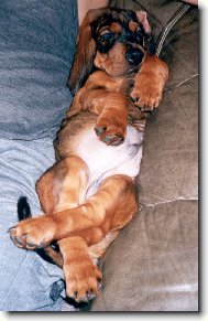 Alpine Dachsbracke