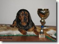 Alpine Dachsbracke