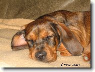 Alpine Dachsbracke