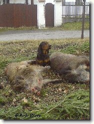Alpine Dachsbracke