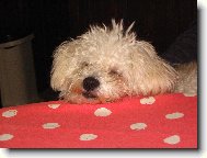 Bichon á poil frisé, Bichon Frise