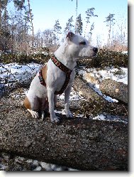 American Pit Bull Terrier