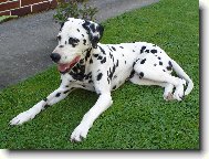 Dalmatian \\\\\(Dog standard\\\\\)