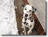 Dalmatian \\\\\(Dog standard\\\\\)