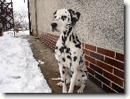 Dalmatian \\\\\(Dog standard\\\\\)