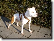 American Pit Bull Terrier