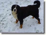 Berner Sennenhund