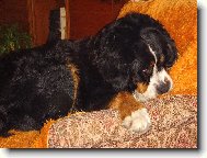 Berner Sennenhund