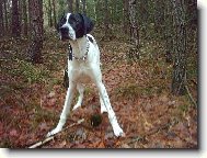 English Pointer