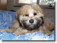 Lhasa Apso